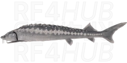 Persian Sturgeon