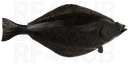 Greenland Halibut
