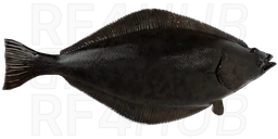 Greenland Halibut
