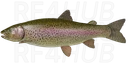 Kamchatkan Rainbow Trout