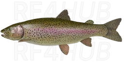 Kamchatkan Rainbow Trout