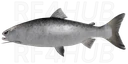 Atlantic Salmon
