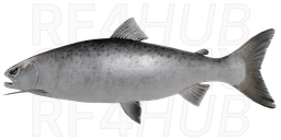 Atlantic Salmon