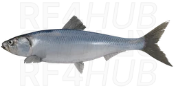 Atlantic herring
