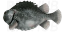 Lumpfish