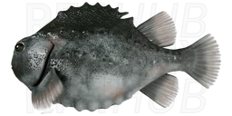 Lumpfish