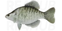 White crappie