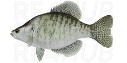 White crappie