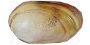 River mussel