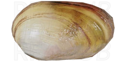 River mussel