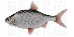 Siberian Roach