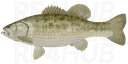Spotted bass