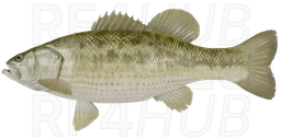 Spotted bass