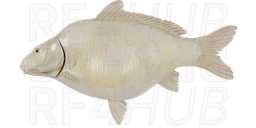 Scaleless Albino Carp