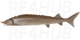 Siberian Sterlet