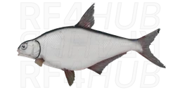 White-eye Bream