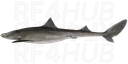 Spiny dogfish