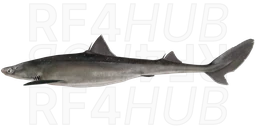 Spiny dogfish