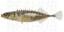 Small Southern Stickleback