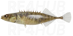 Small Southern Stickleback