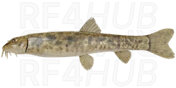 Siberian Char Loach