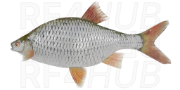 Common Roach