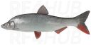 Mongolian redfin