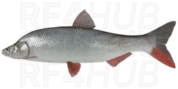 Mongolian redfin