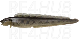 Viviparous eelpout