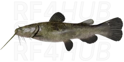 Flathead Catfish