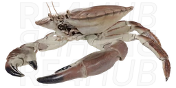 Edible crab