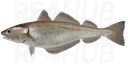 Whiting