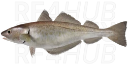 Whiting