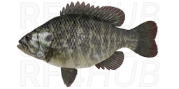 Warmouth
