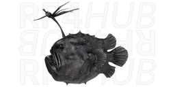 Atlantic footballfish