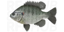 Redear sunfish