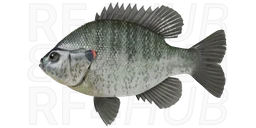 Redear sunfish