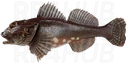 Shorthorn sculpin