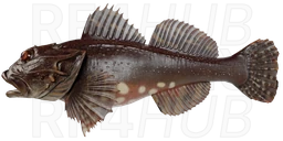Shorthorn sculpin
