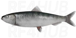 Sardine