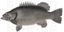Atlantic wreckfish