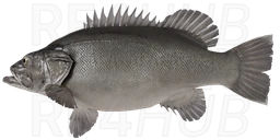 Atlantic wreckfish