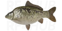 Dinks mirror carp