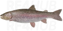 Rainbow Trout