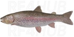 Rainbow Trout