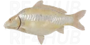Linear albino carp