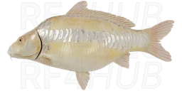 Linear albino carp
