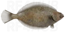American plaice