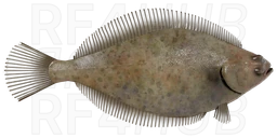 American plaice