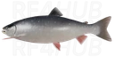 Arctic Char